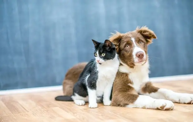 Courtage en Assurances Particuliers - Santé Animaux Assurances des Pierres Dorées