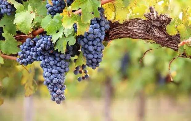 Courtage en Assurances Pro - Vignes Assurances des Pierres Dorées